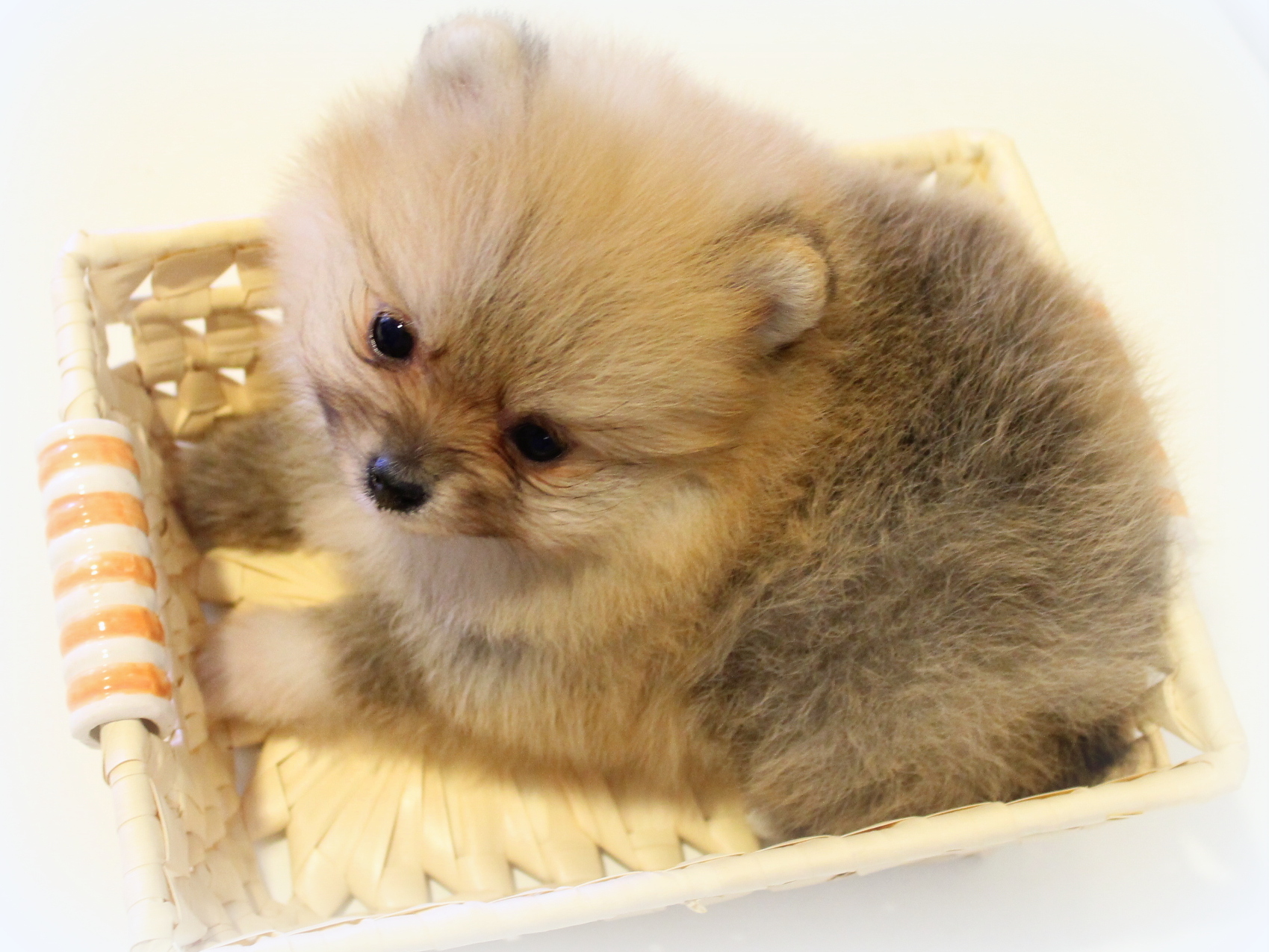ポメラニアンの赤ちゃん仲間入り プリティー ワン
