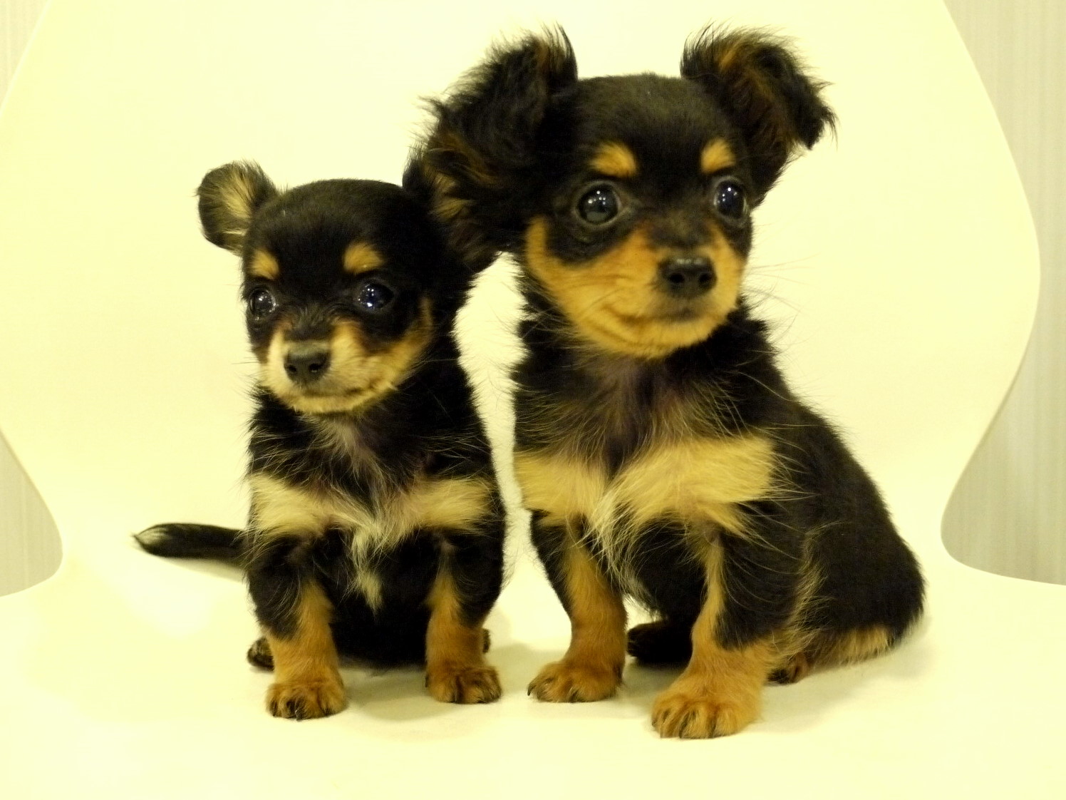 ヘビー級に可愛いチワックス プリティー ワン ヘビー級に可愛いチワックス プリティー ワン