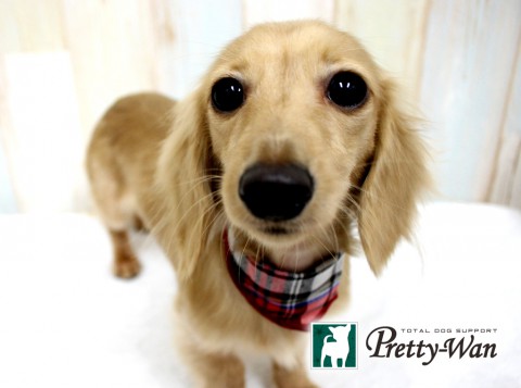 カトウナナ160429