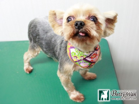 ヤマウチミッキー151229