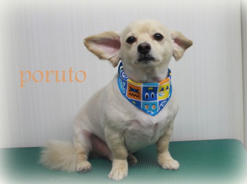 フクタポルト150608