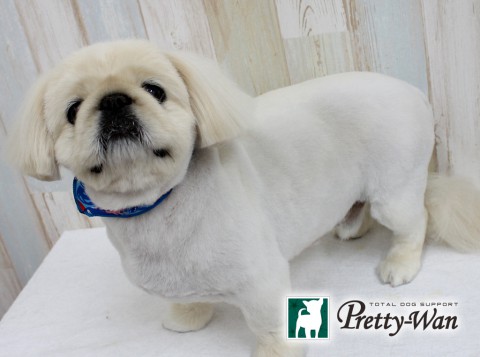 マキノゴエモン160514