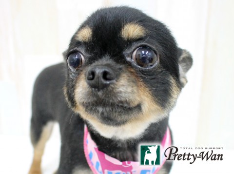 トゴシラブ160601