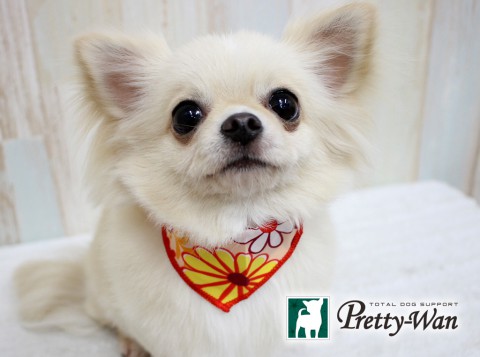 カンダモモ160613