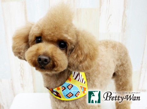 スギヤマオウジ160604