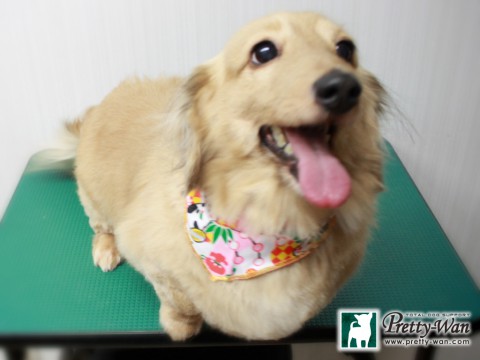 イナバアイ151230