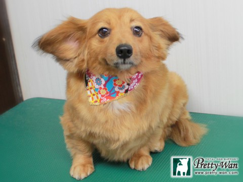 カネダミツバ151229