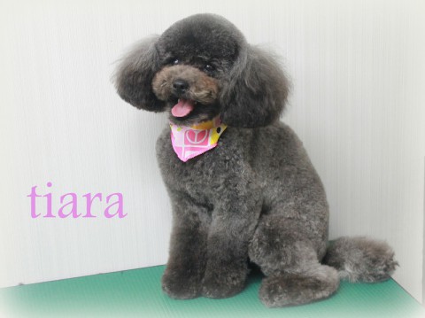 フクタティアラ150608