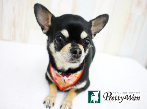 マエダアイ160419