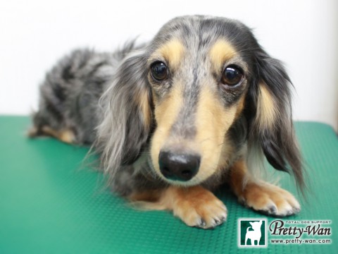 ヤギチョコ160117