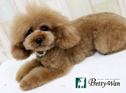 プードル　トリミング