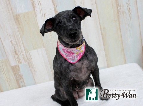 イトウマオ160506