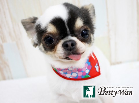 フクタリップ1605621