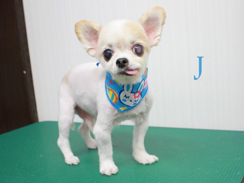 ホリキＪ151104