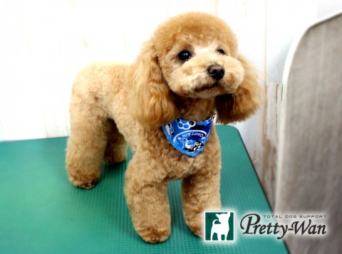 オオスミランディ160430