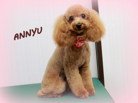 コバタアンニュー150518