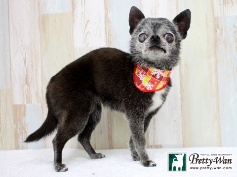 ホリキココア160210