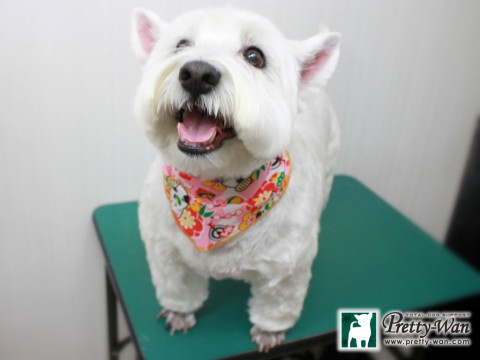 タケイチパール151229