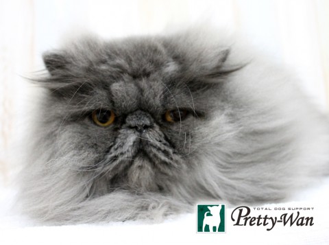 ヤマダライガ160612