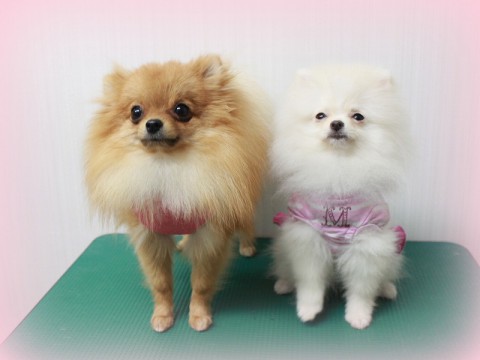 めご＆しらたま