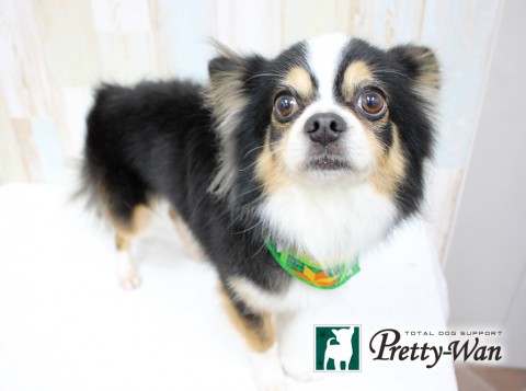 カトウコテツ160220