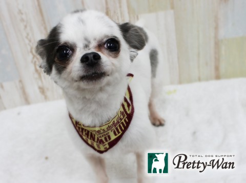 オオニシレミ160330