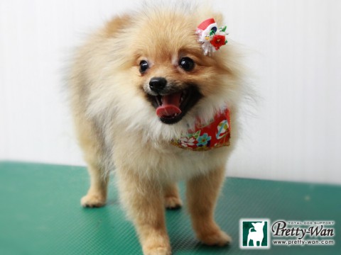 ハラティアラ151230