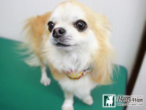 サカモトアズキ151229