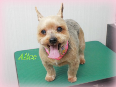 4月25日長縄アリス