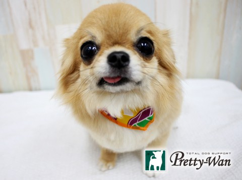 カワイミモレ160517