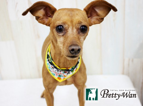 キムラモモ160430