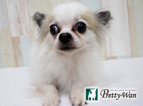 カトウチャオ160611