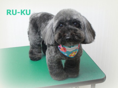 サイトウルーク150516