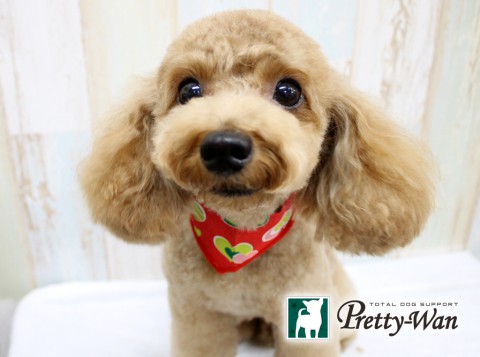 コバタアンニュー160625