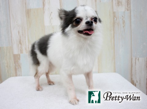 オオニシレミ160228