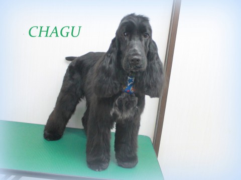 フジオチャグ150508