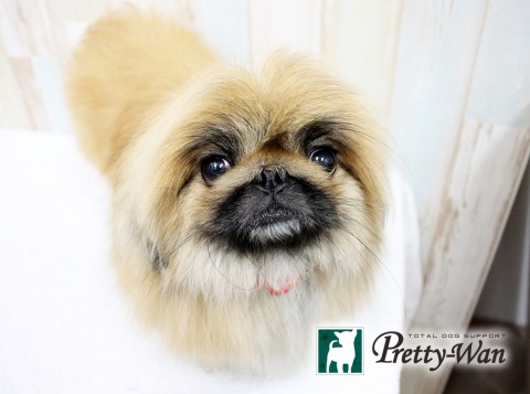 ヨシダチヂミ160607