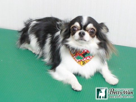 カトウアリン151227