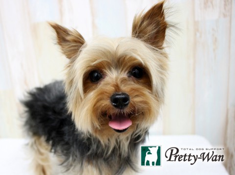 イシノピピ160518