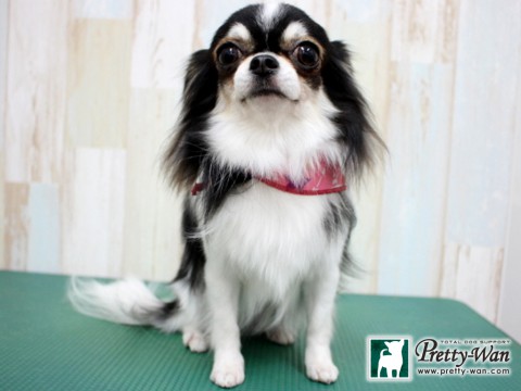 カトウアリン160131