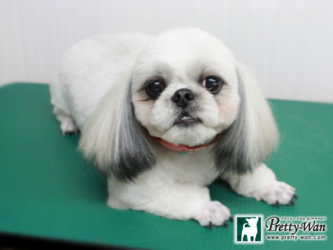 イシヅカハナ151218