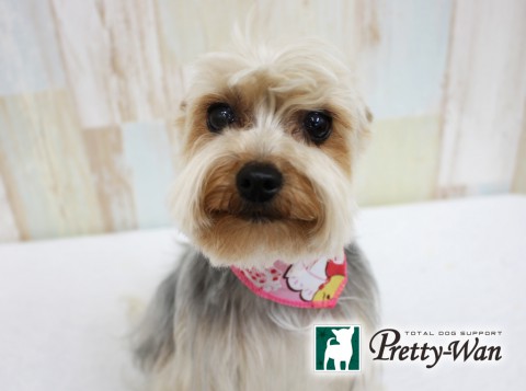 コヤマメイ160420