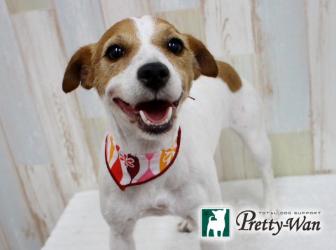 イズミフェアリー160613