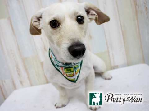 イシハラシュン160503