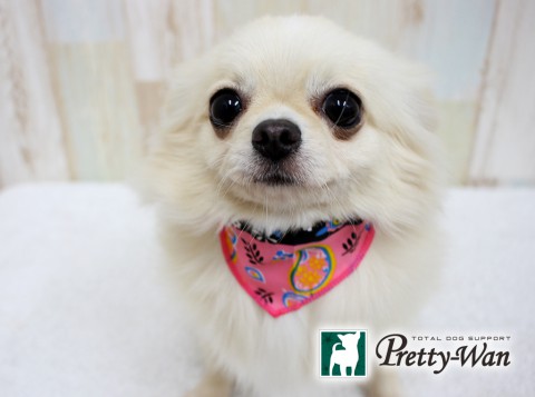 カンダモモ160502