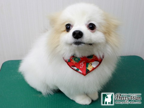 マツバマリ151221