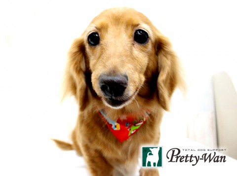 イケダチロル160430