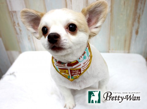 クロヤナギレオ160425