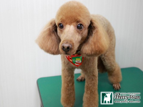 コウケツマロン151215