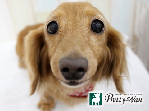 イケダチロル1607605